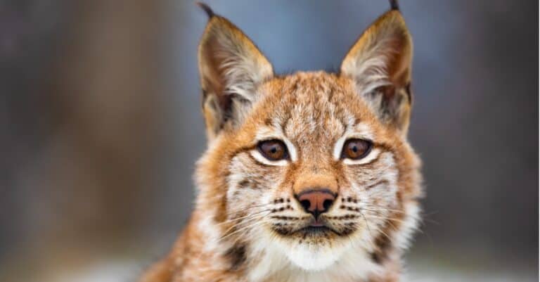 close up of a eurasian lynx - wild lynx