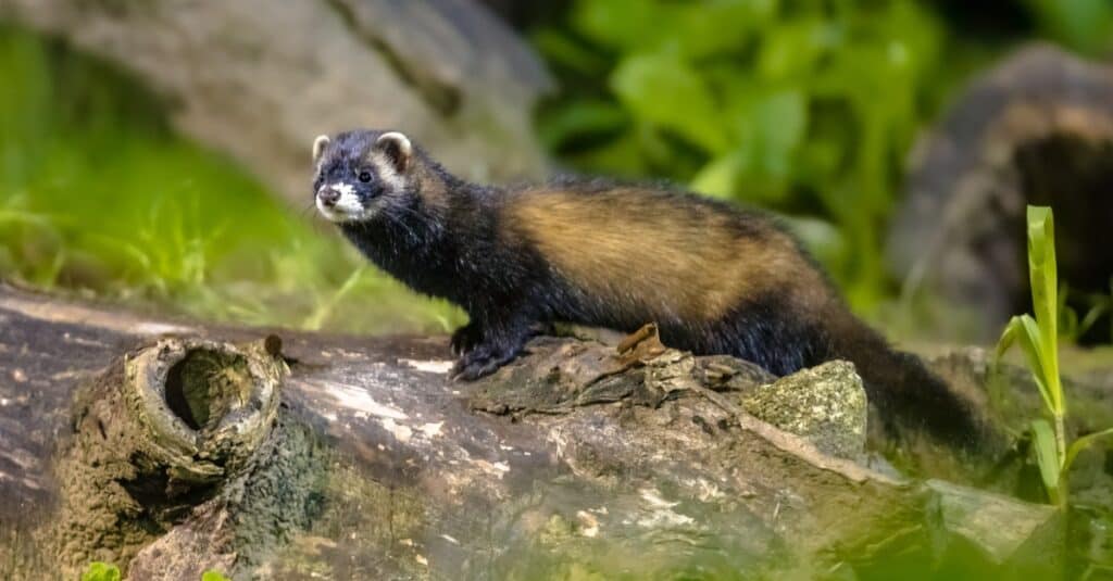 european polecat walking on limb