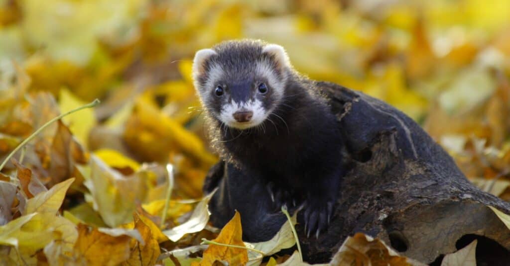 european polecat in yellow leaves