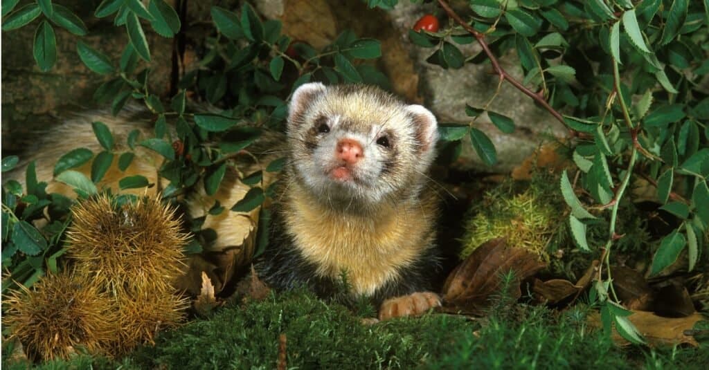 european polecat popping out of burrow
