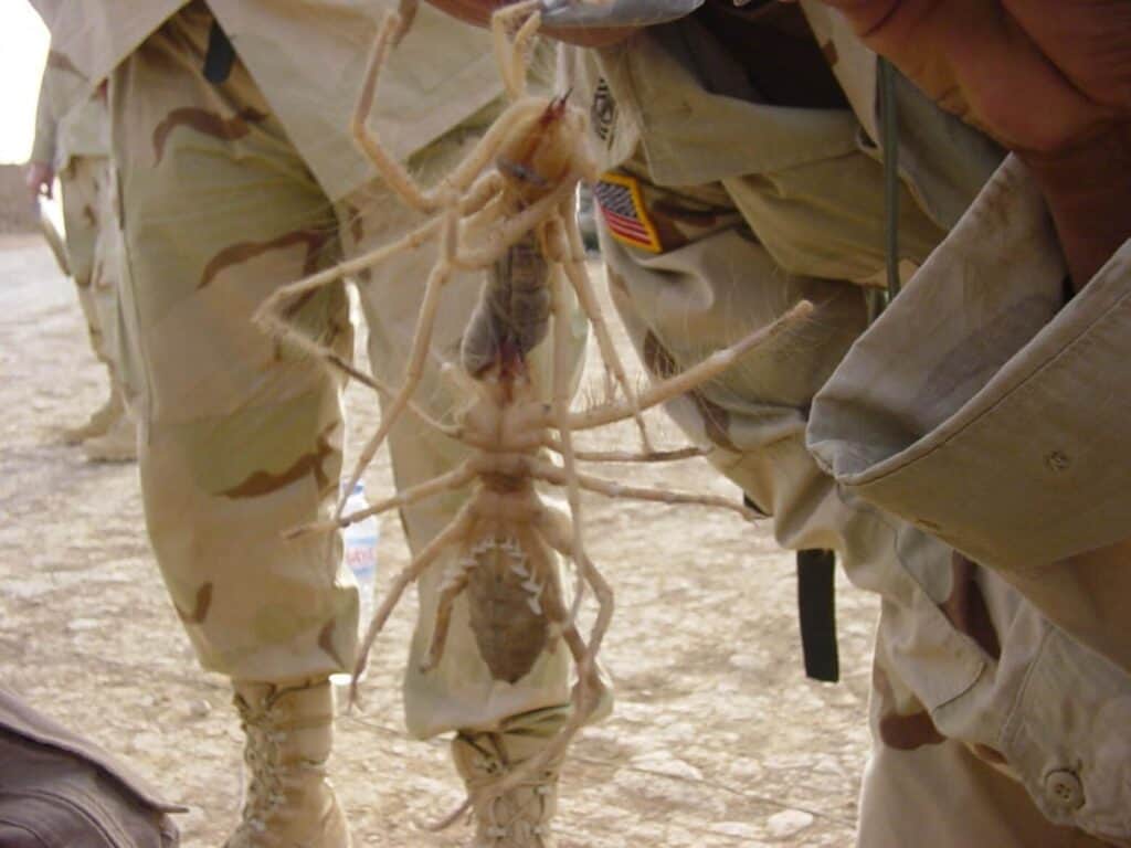 Fake Camel Spider Photo