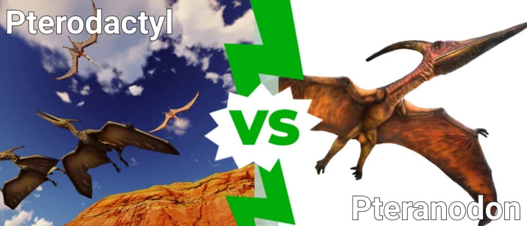pterodactyl vs pteranodon