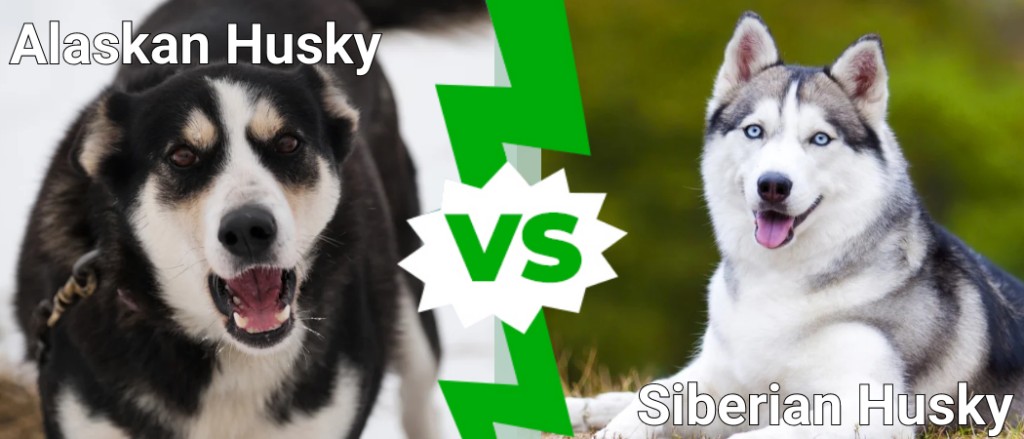 Alaskan Husky vs Siberian Husky