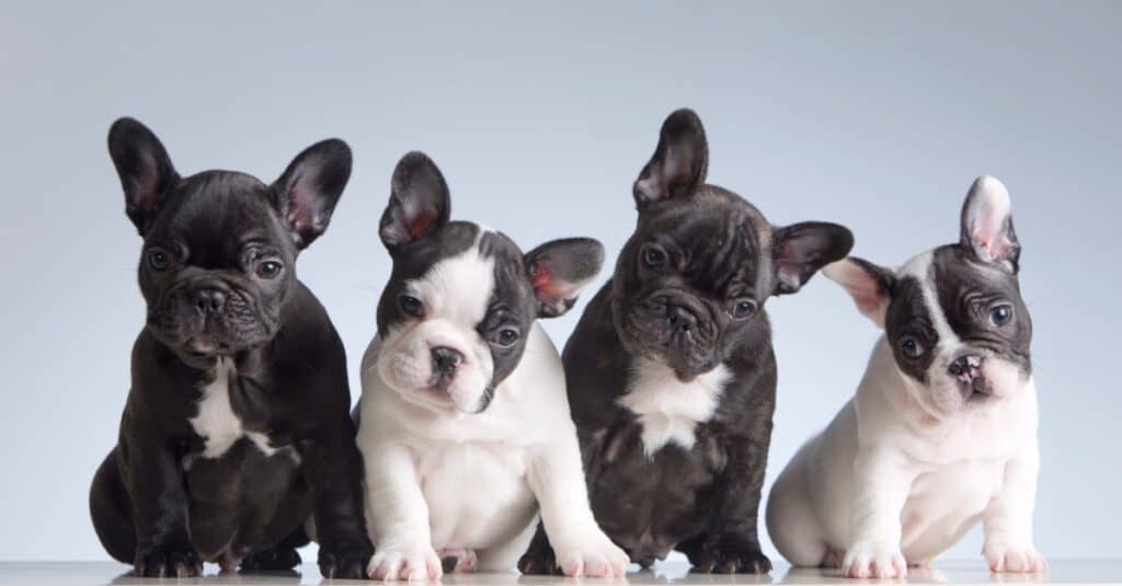 four baby french bulldog puppies