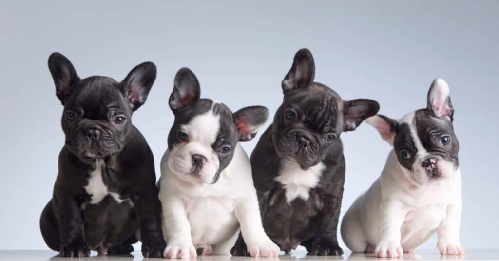 Male Vs Female French Bulldogs: Debunking Stereotypes