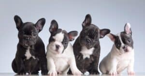 Explore the Best 25+ Black And White Dog Names Picture