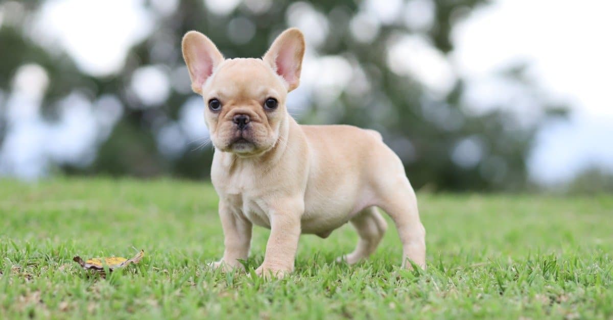 how much do french bulldogs weigh when they're born?