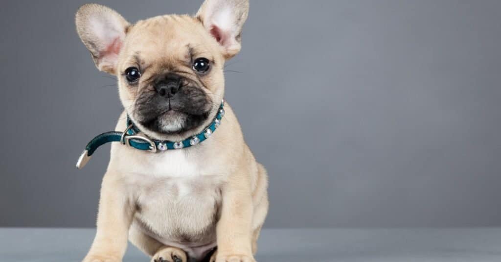 adorable baby french bulldog