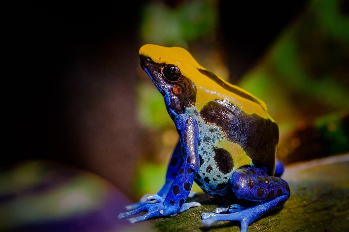 10 Incredible Poison Dart Frog Facts A Z Animals