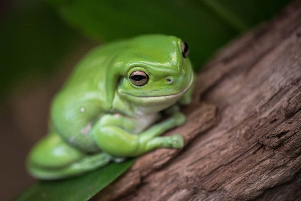 pet tree frog — Australian green species