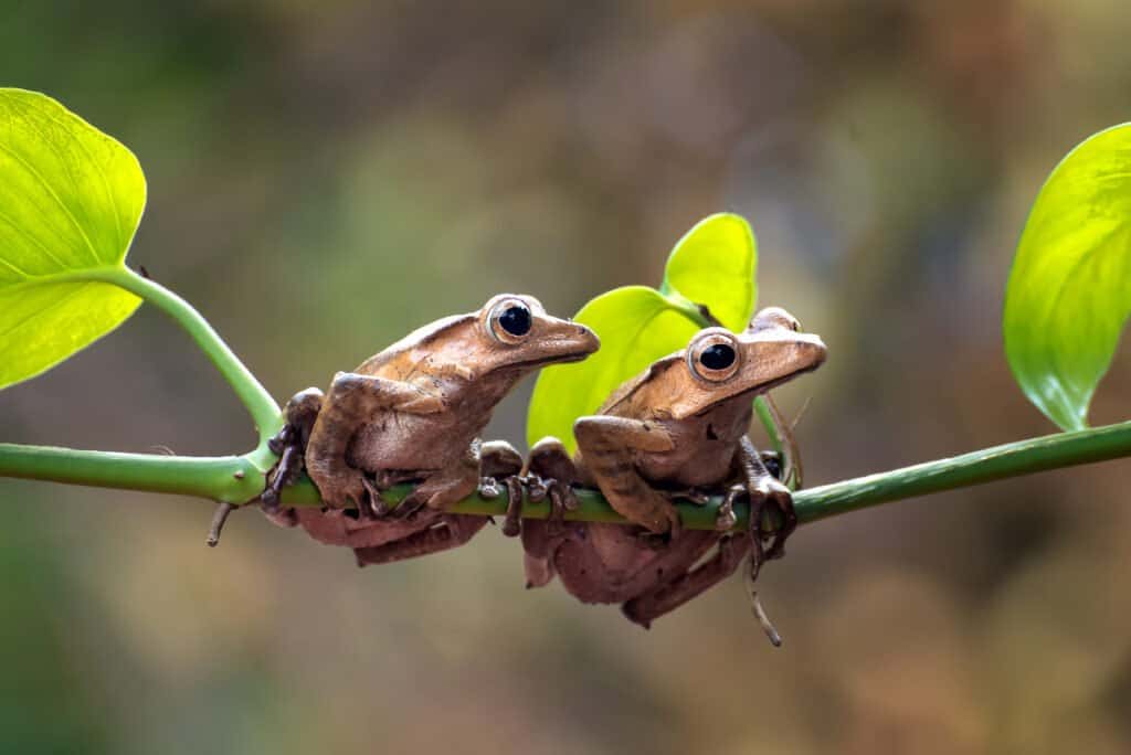 Colorful frogs 12 of the world's prettiest frog species