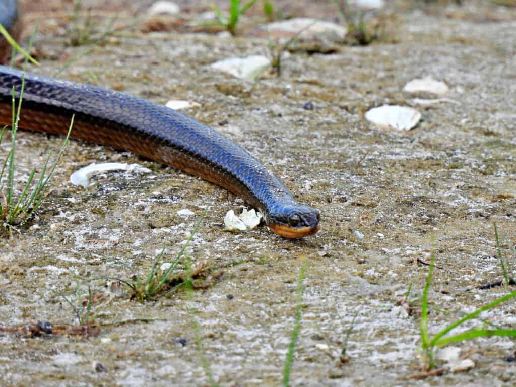 Blake Snakes in Florida: What Species Are They?