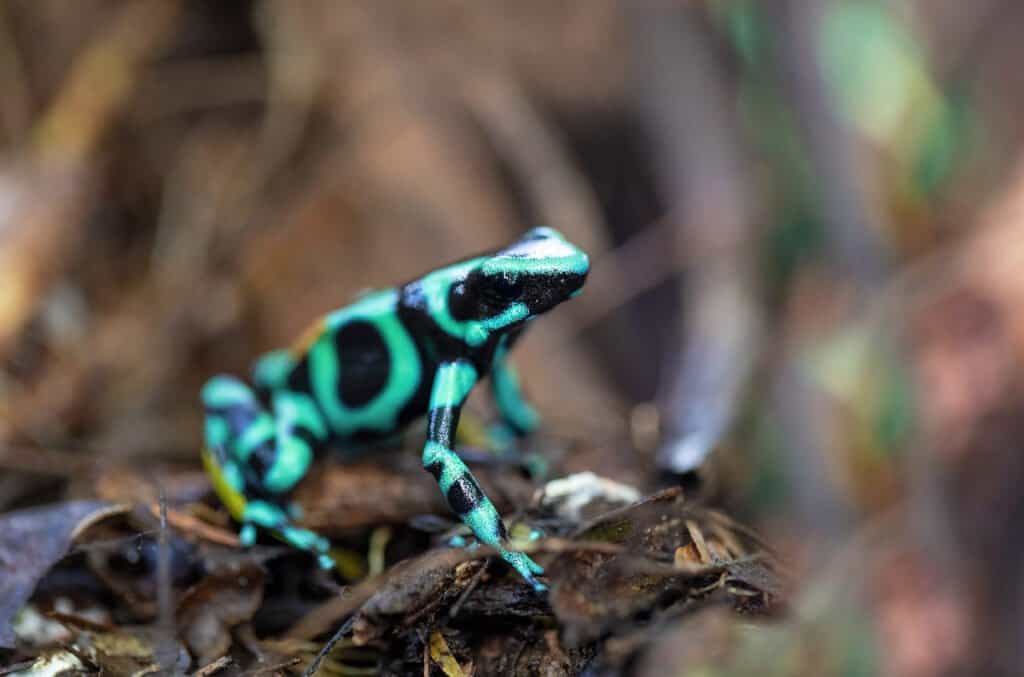 Blue Poison Dart Frog · Tennessee Aquarium