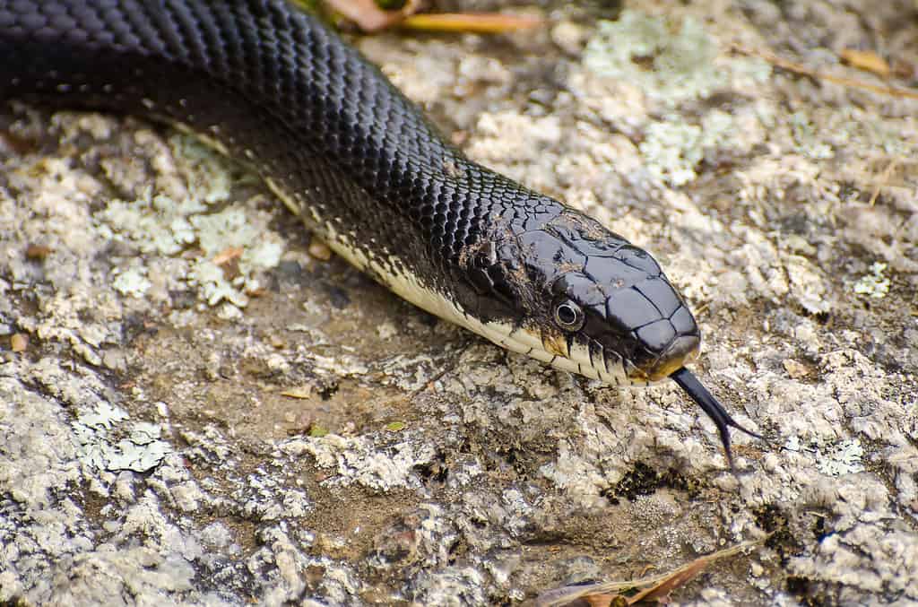 3 Rat Snakes in North Carolina