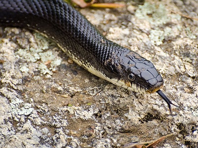 A Eastern Rat Snake