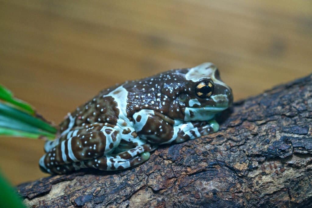 Meet 10 of the World's Most Adorable Frogs