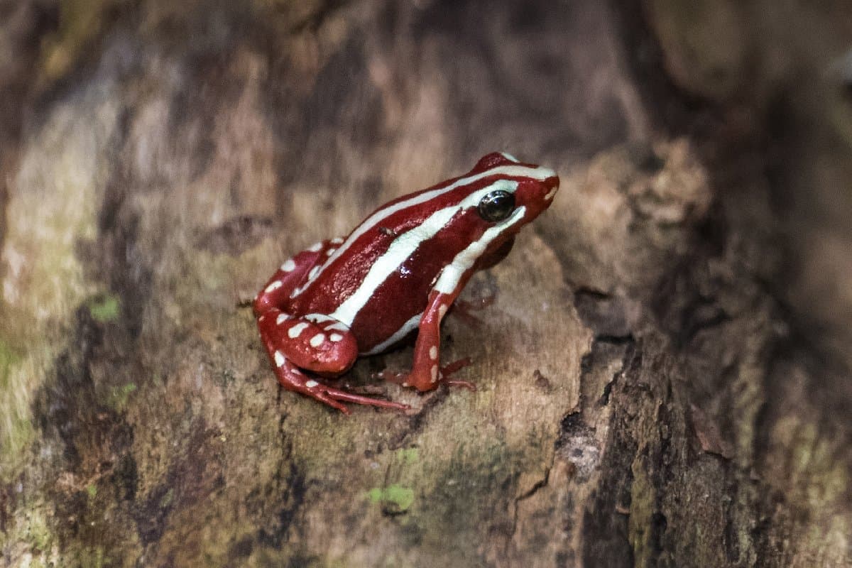 Colorful Frogs: The 12 Prettiest Frogs in the World - A-Z Animals