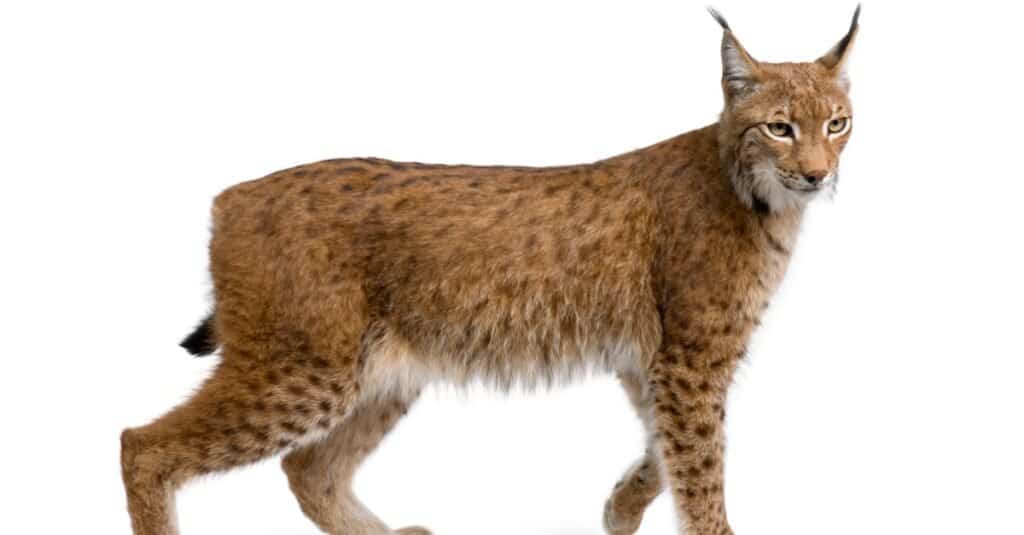 isolated eurasian lynx