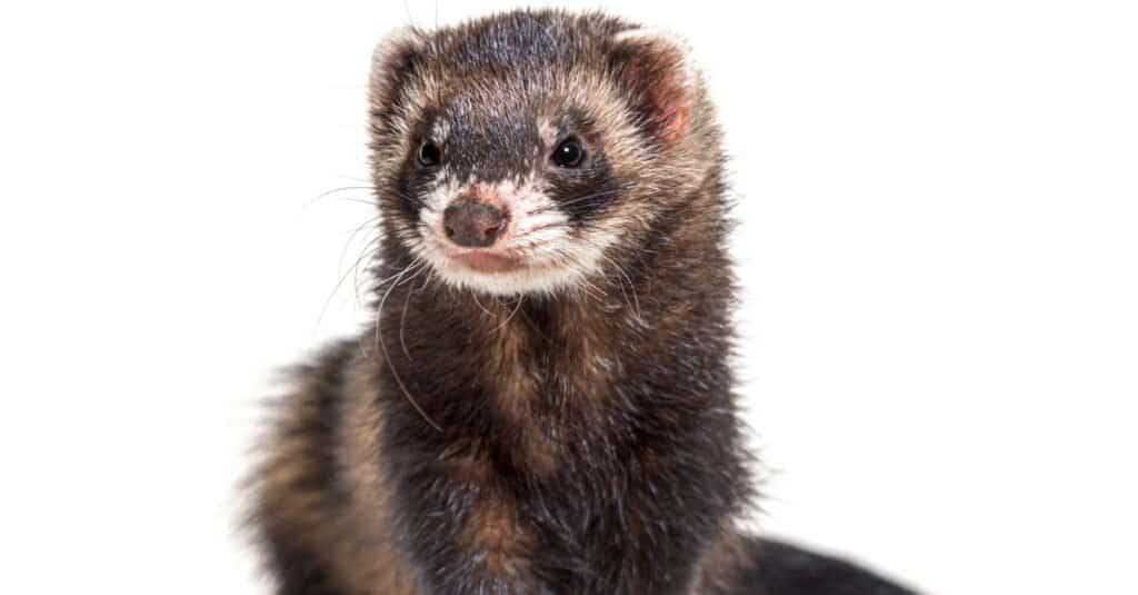 Polecat Animal Facts  Mustela putorius - A-Z Animals