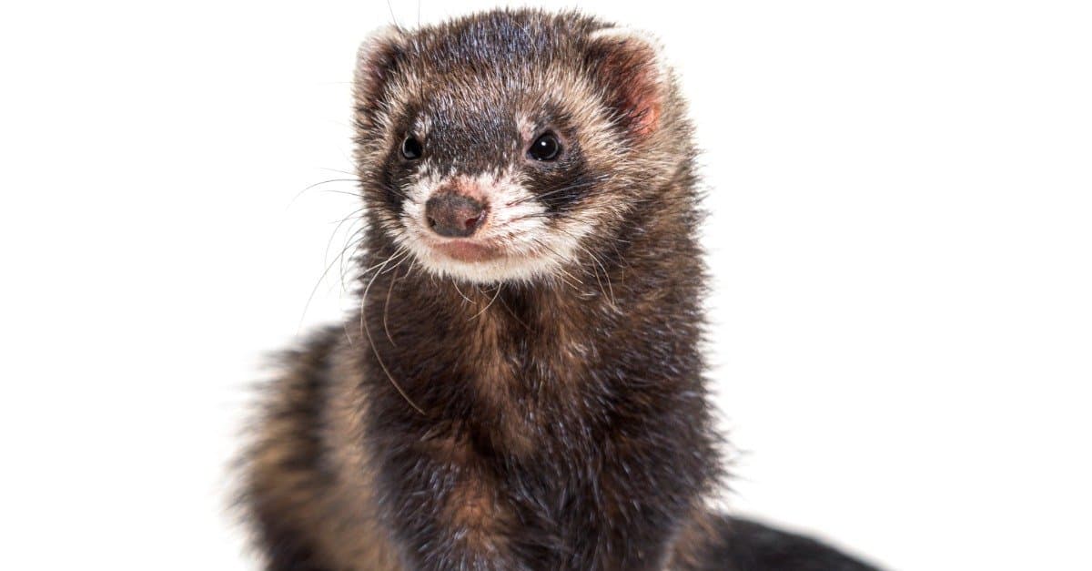 isolated european polecat