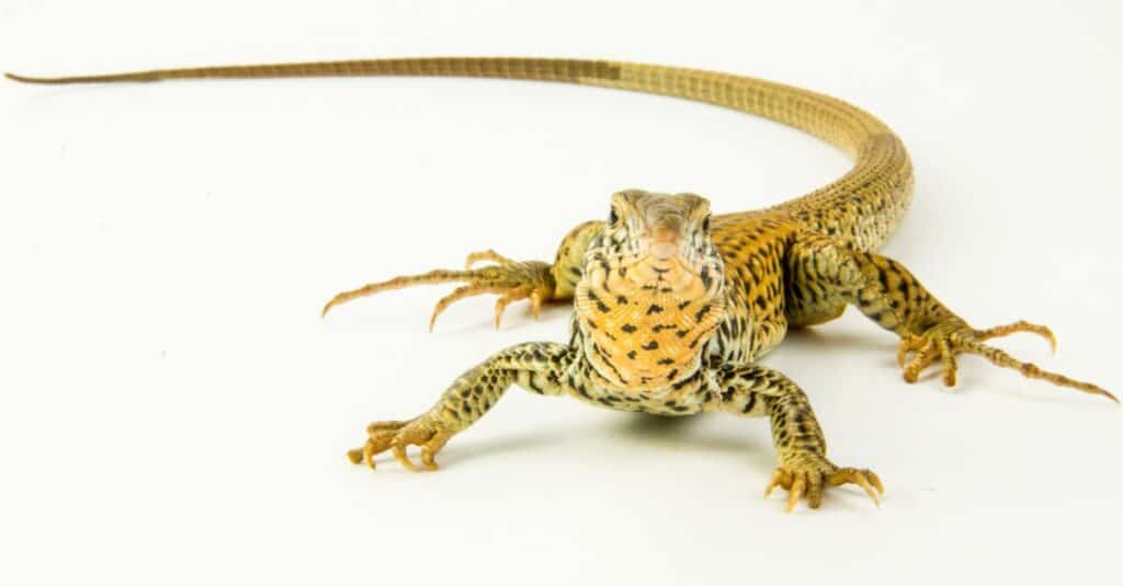 isolated whiptail lizard