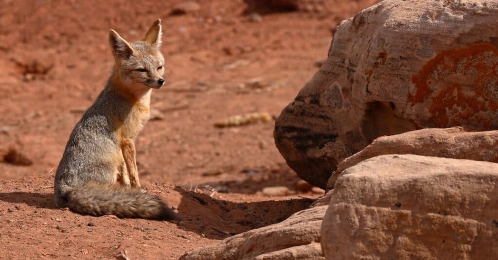 kit fox sitting by rocks in desert