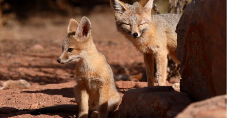 kit fox mother and pup