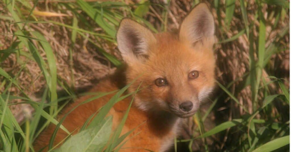 close up of kit fox in bush