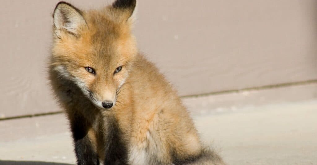 kit fox sitting in the sun