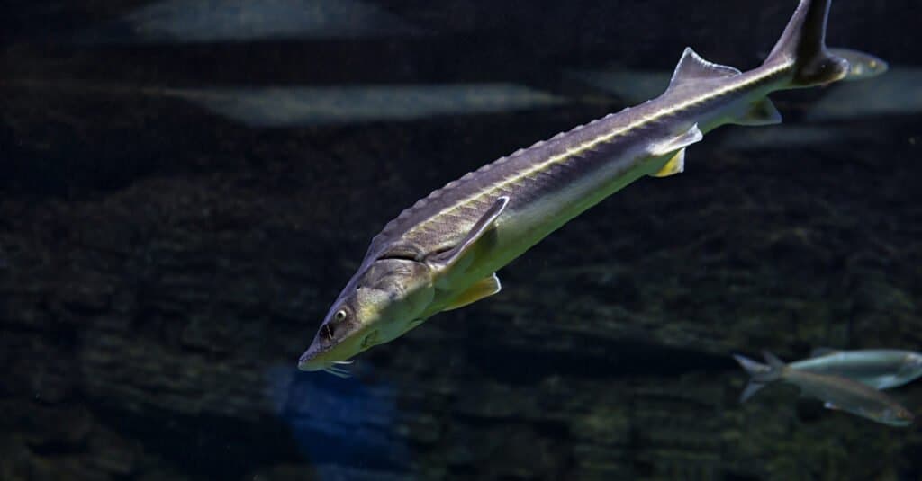 lake sturgeon in dark water