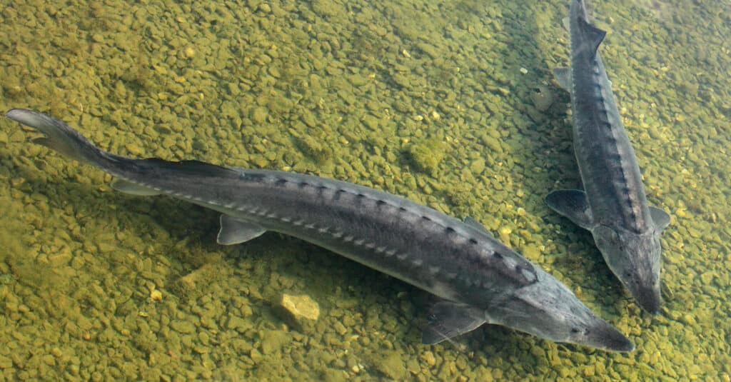 two lake sturgeons