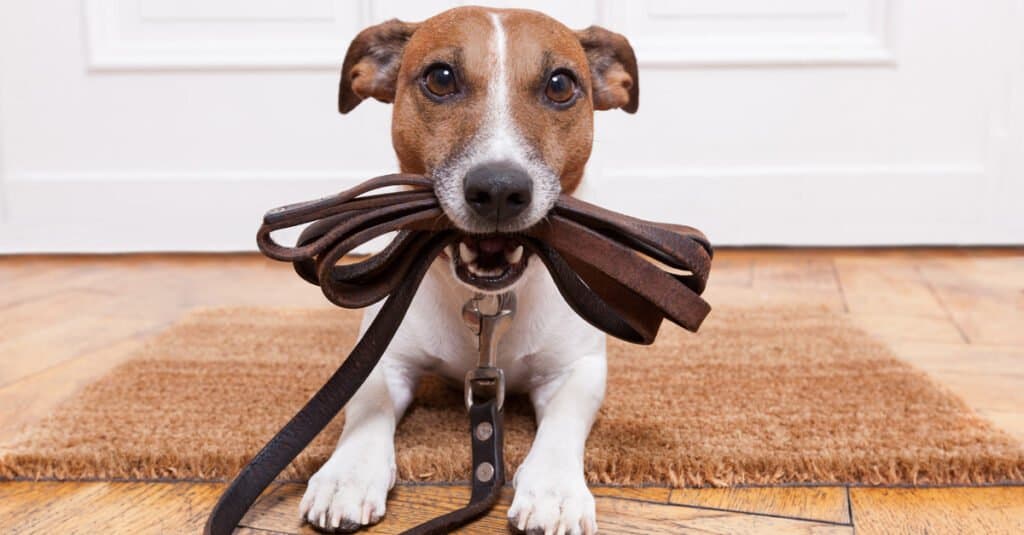 A dog holds a leather leash