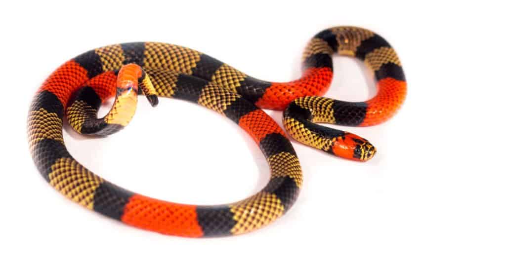 Amazon Coral snakes