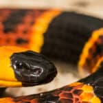 Central American Coral Snake