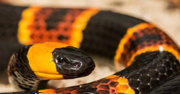 Meet 10 Snakes Of The Congo River - A-Z Animals