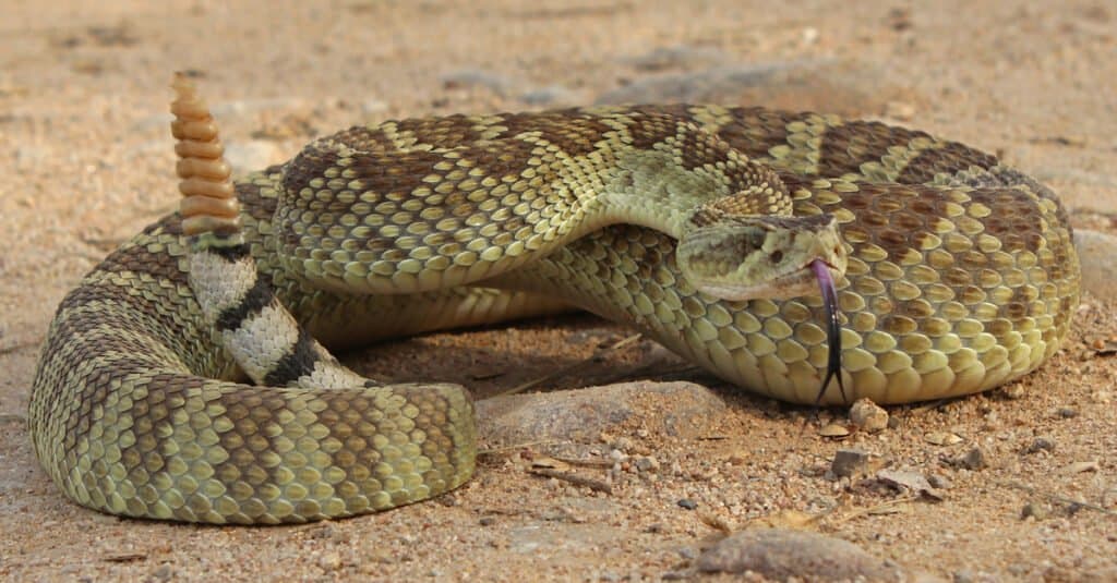 Rattlesnakes in California