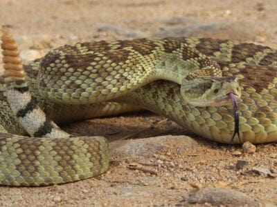 A Mojave Rattlesnake