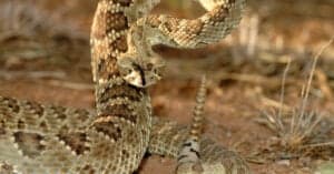 Venomous Snake Showdown: Western Diamondback vs. Mojave Rattlesnake photo