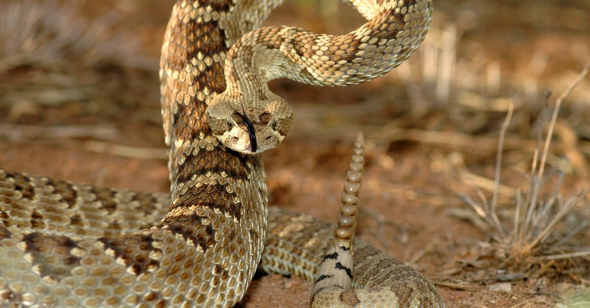Mojave rattlesnake close-up of rattle