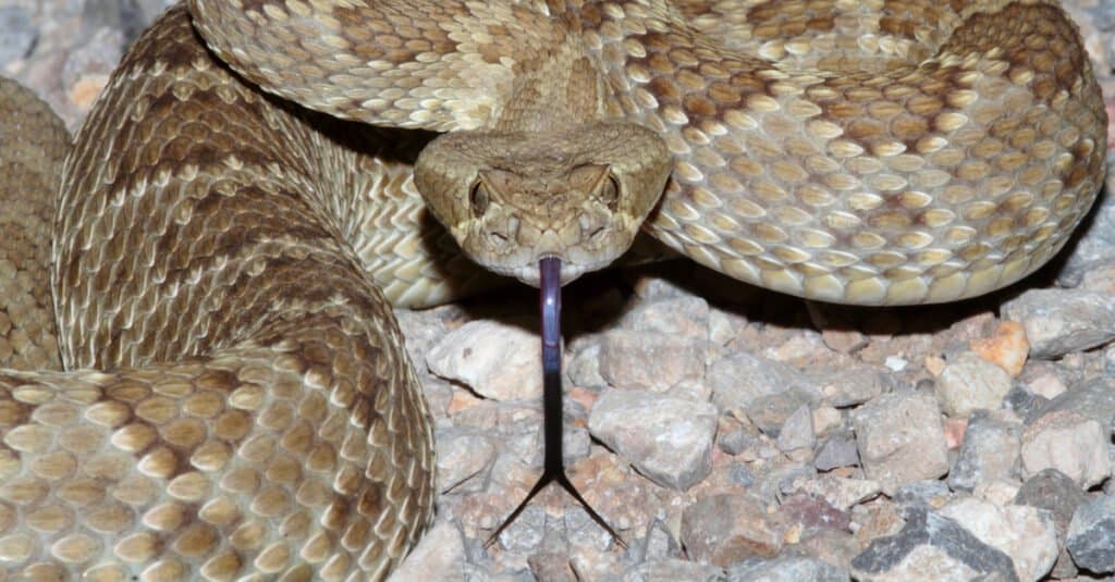 vue frontale du serpent à sonnette de Mojave