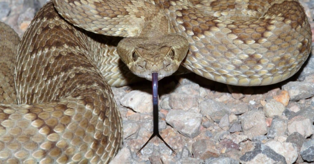 garter snake vs rattlesnake