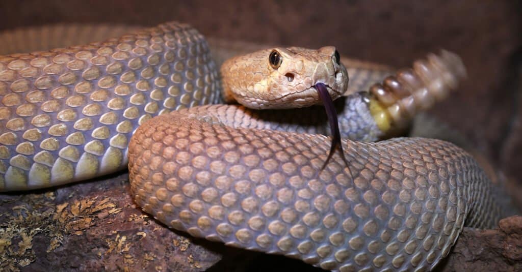 closeup of mojave rattlesnake with shaking rattle