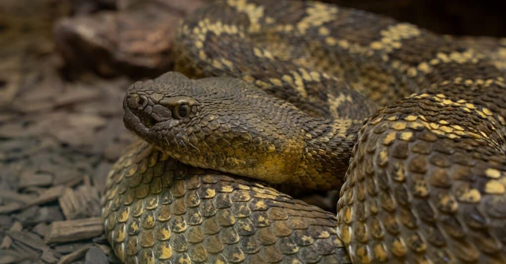 Mojave rattlesnake population in Alabama