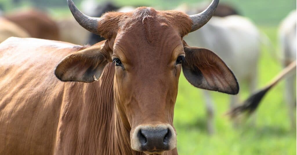 ox standing in field