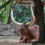 Oxen, with their massive horns, are quiet and slow-moving.