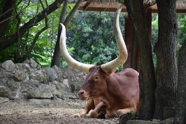 ox laying down in dirt