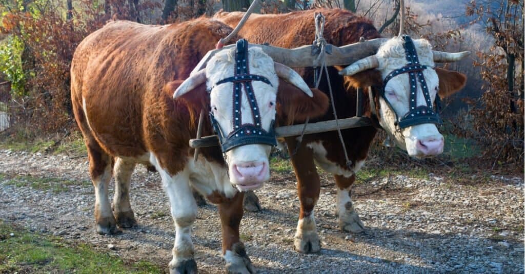 oxen working together