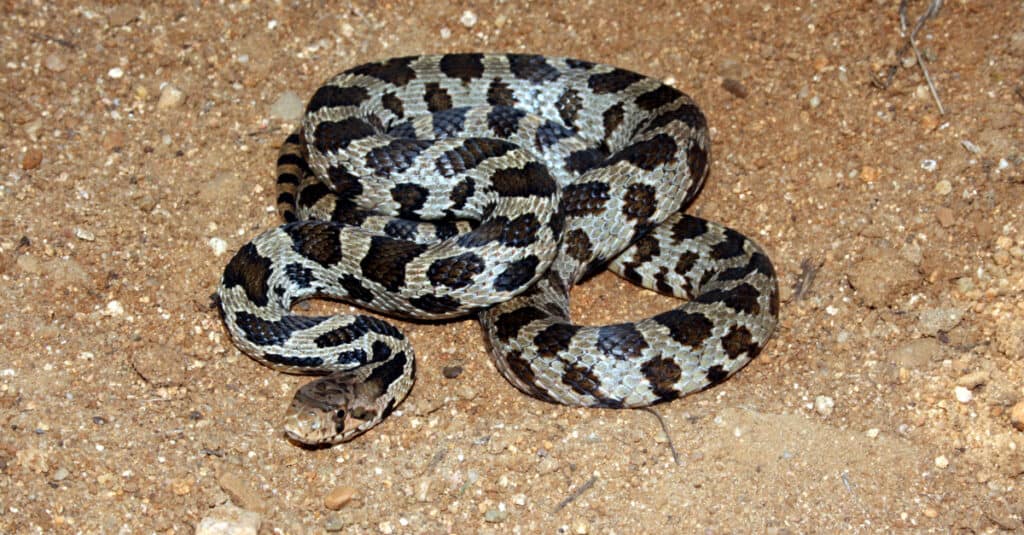 Juvenile fox snake with bright pattern