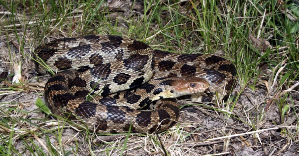 Snakes of the Mississippi River