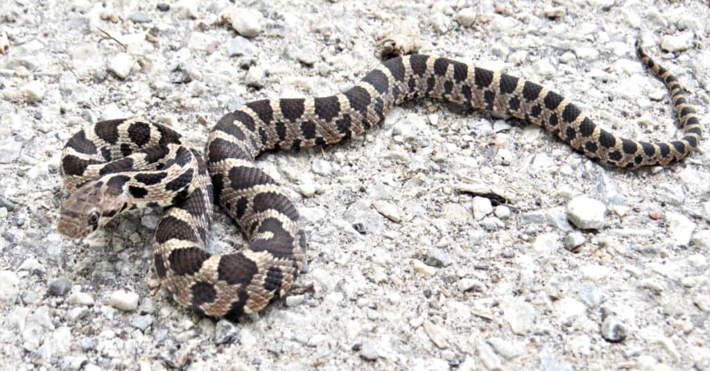 Juvenile Eastern Fox Snake